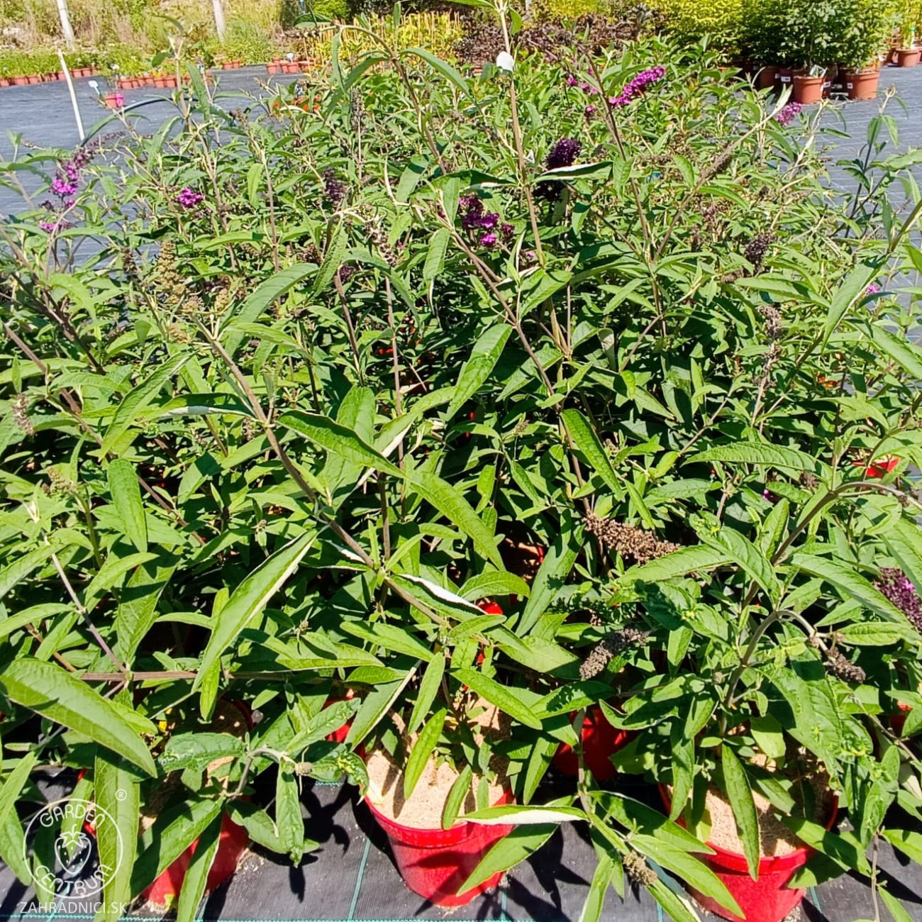 Obrázok Budleja Dávidova (Buddleja Davidii) ´NANHO PURPLE´ - výška 50-60 cm, kont. C2L